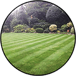Image of freshly cut grass